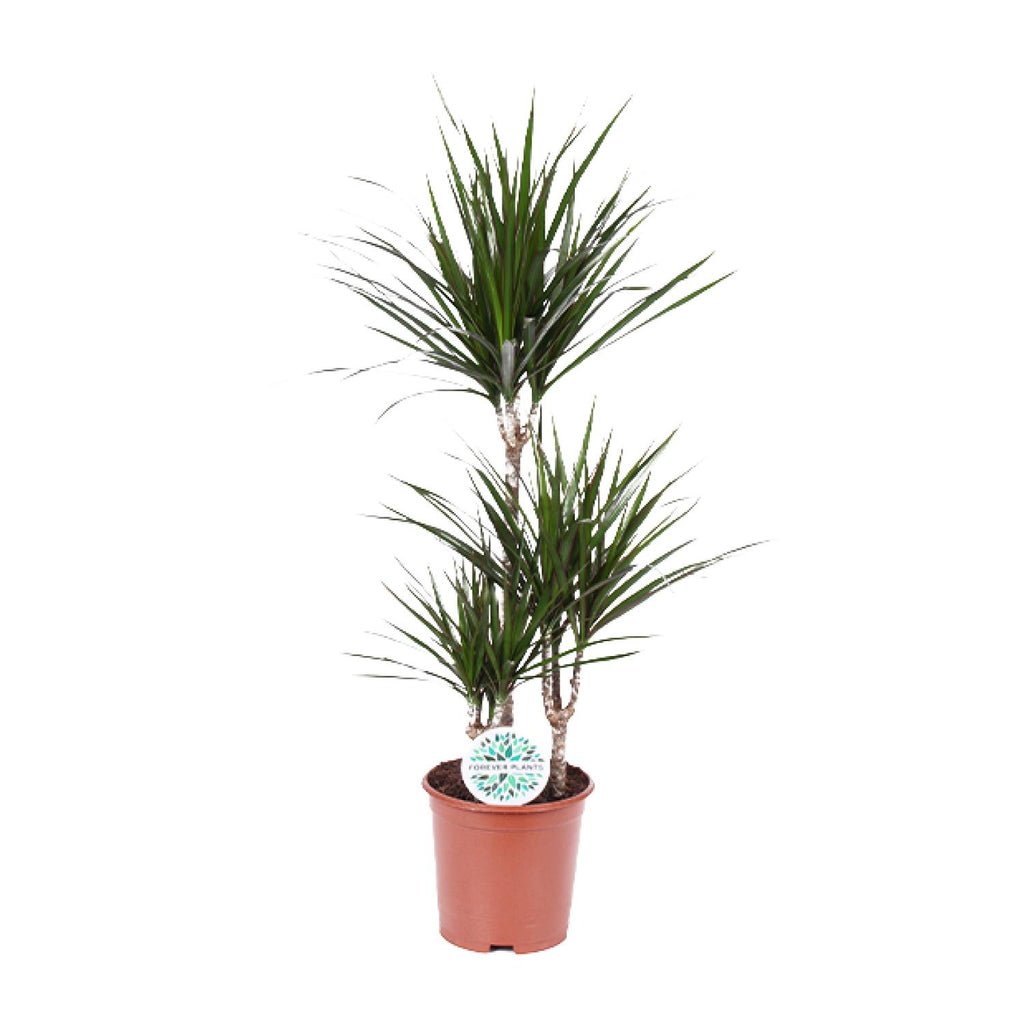 Dracaena marginata (Drachenbaum) – Ø 21 cm, 115 cm hoch