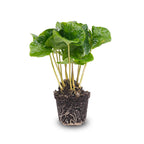 Coffea arabica (kaffeplante) – Ø6 cm