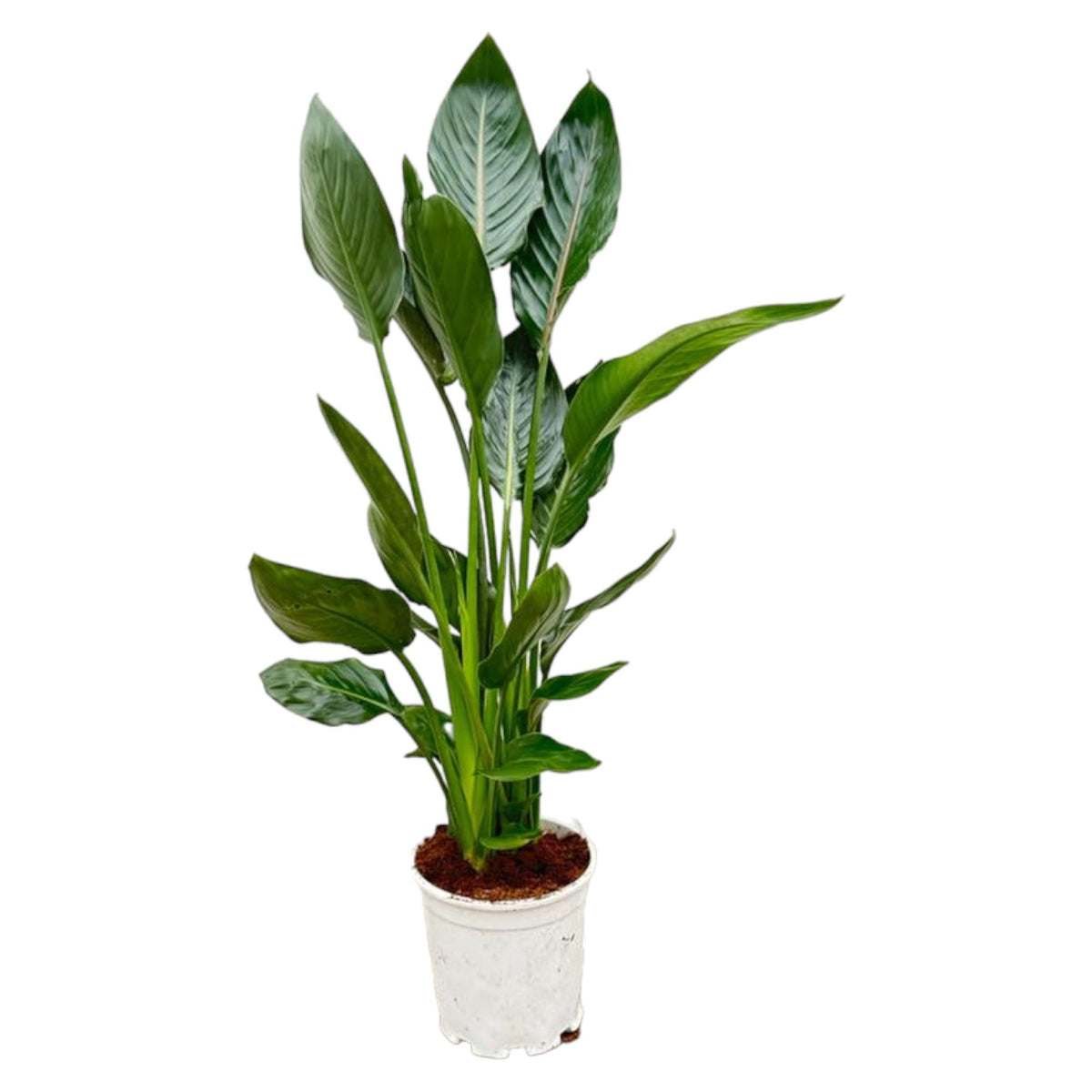 Strelitzia reginae (bird of paradise) – Ø21 cm, 100 cm high