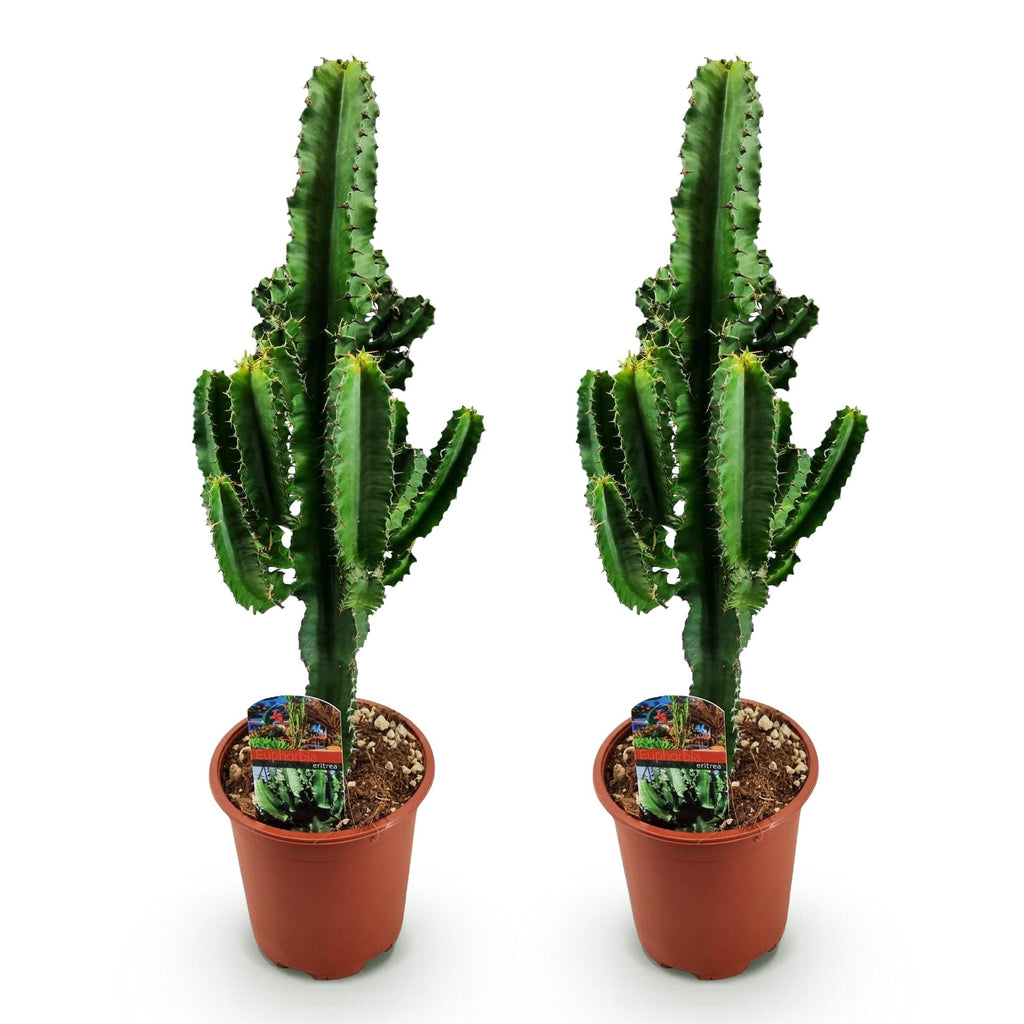 Euphorbia eritrea – Ø 17 cm, 60 cm hoch – Art. 54720