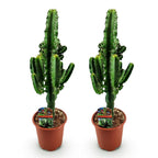 Euphorbia eritrea – Ø 17 cm, 60 cm hoch – Art. 54720