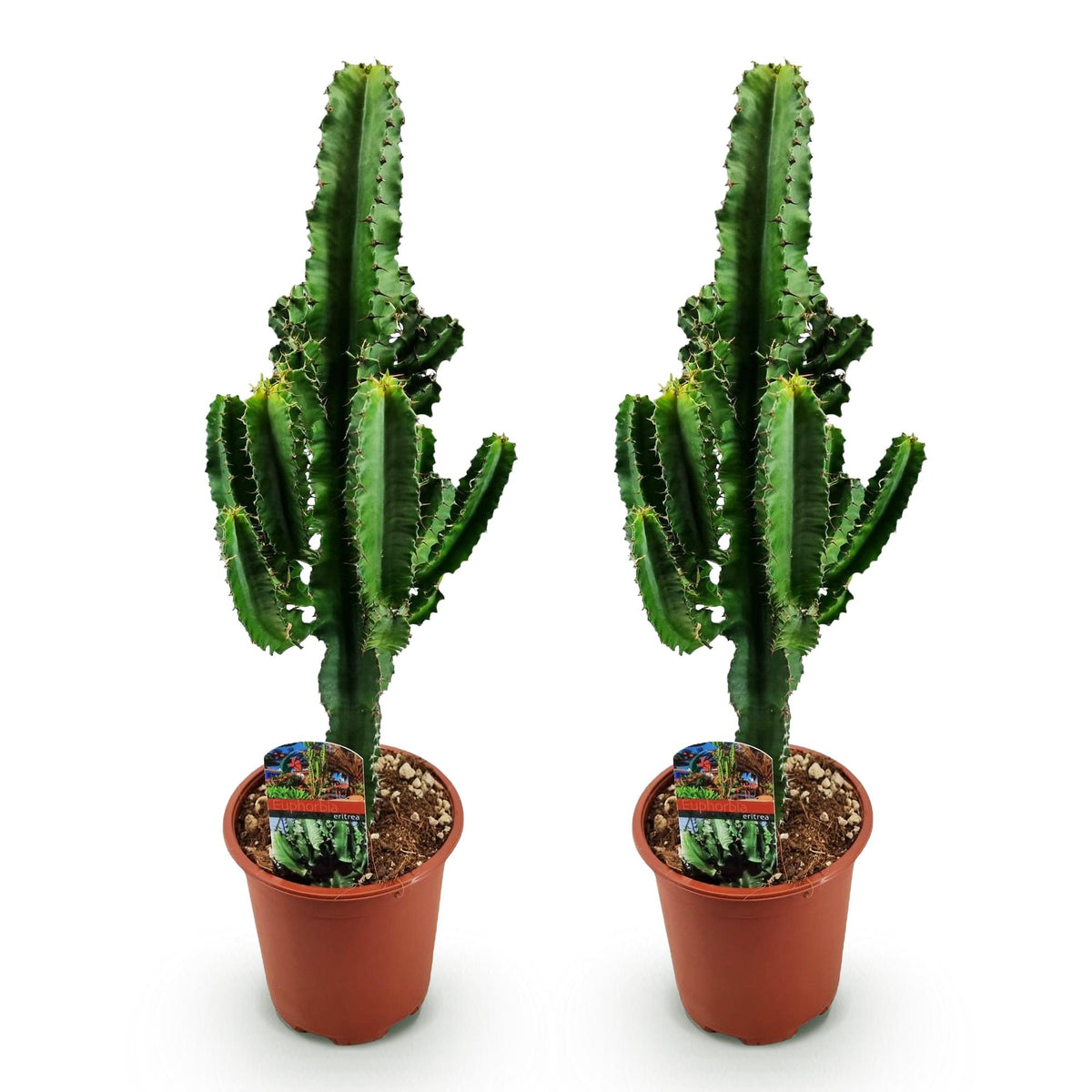 Euphorbia eritrea – Ø17 cm, 60 cm høj – art. 54720