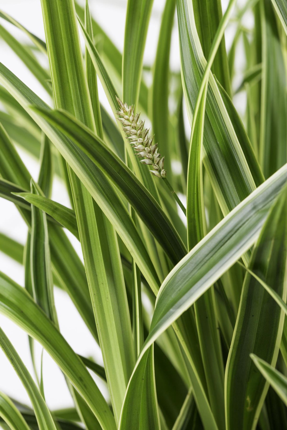 Carex morrowii 'Ice Dance' (Segge) – Ø14 cm, 30 cm hoch – Bild 4