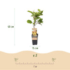 Actinidia deliciosa 'Jenny & Golden Kiwi' (kiwi) – 2 plants, Ø15 cm, 50 cm de haut