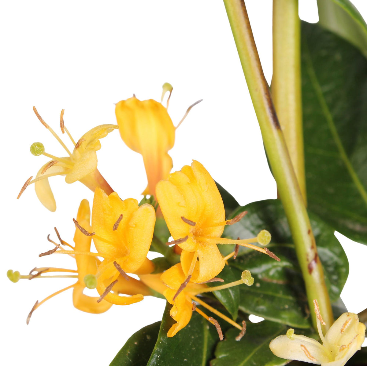 Lonicera henryi (Geißblatt) – 3 Pflanzen, Ø 15 cm, 65 cm hoch – Bild 2