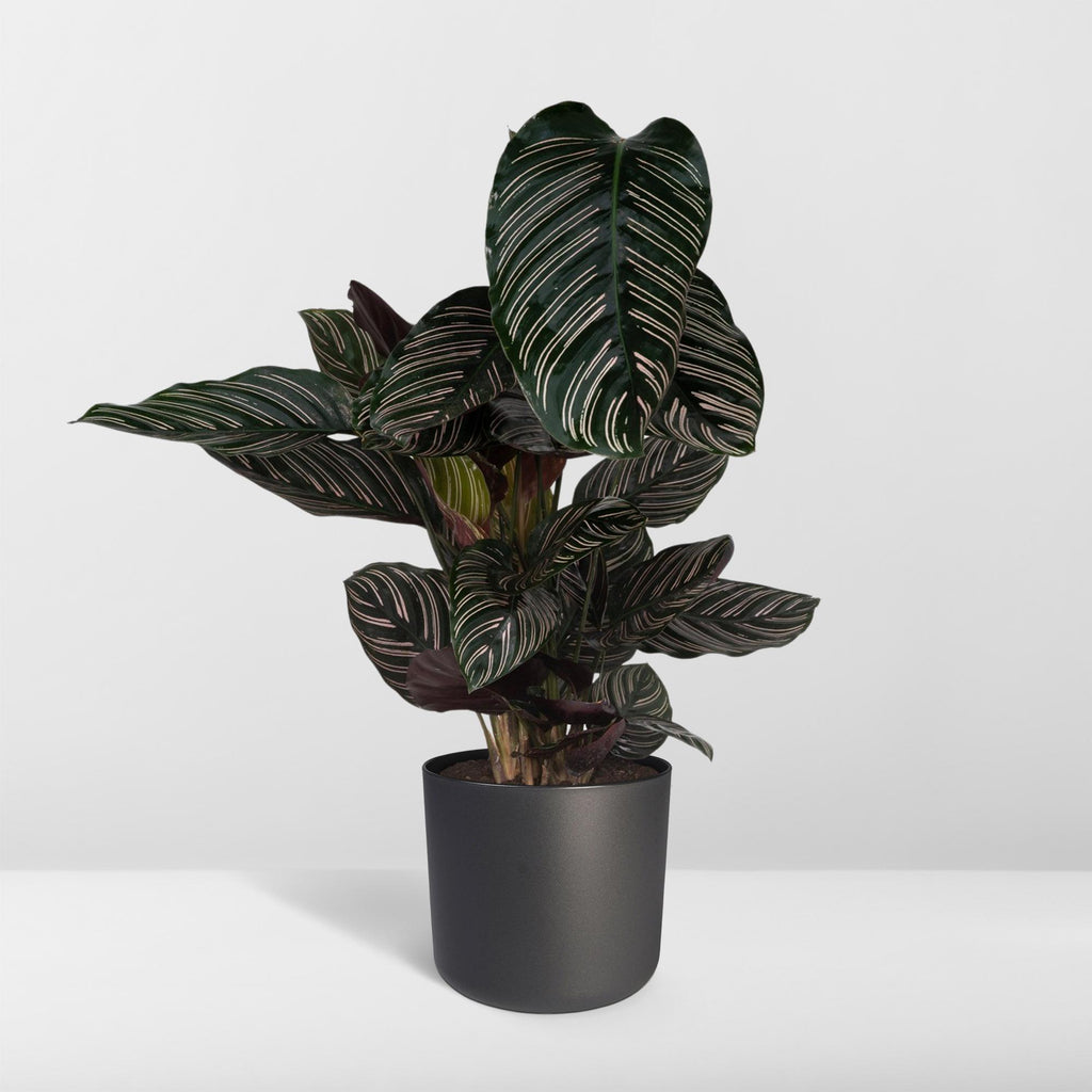 Calathea Ornata – Ø19 cm, 75 cm høj