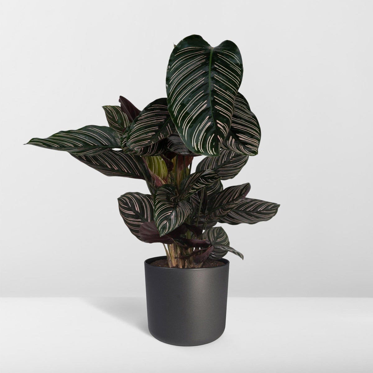 Calathea Ornata – Ø19 cm, 75 cm høj