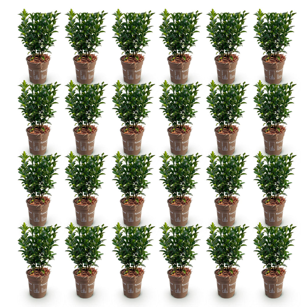 Euonymus japonica 'Green Spire' (osmanthus du Japon) – 24 plants, Ø9 cm, 20–25 cm de haut – photo 2