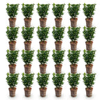 Euonymus japonica 'Green Spire' (osmanthus du Japon) – 24 plants, Ø9 cm, 20–25 cm de haut