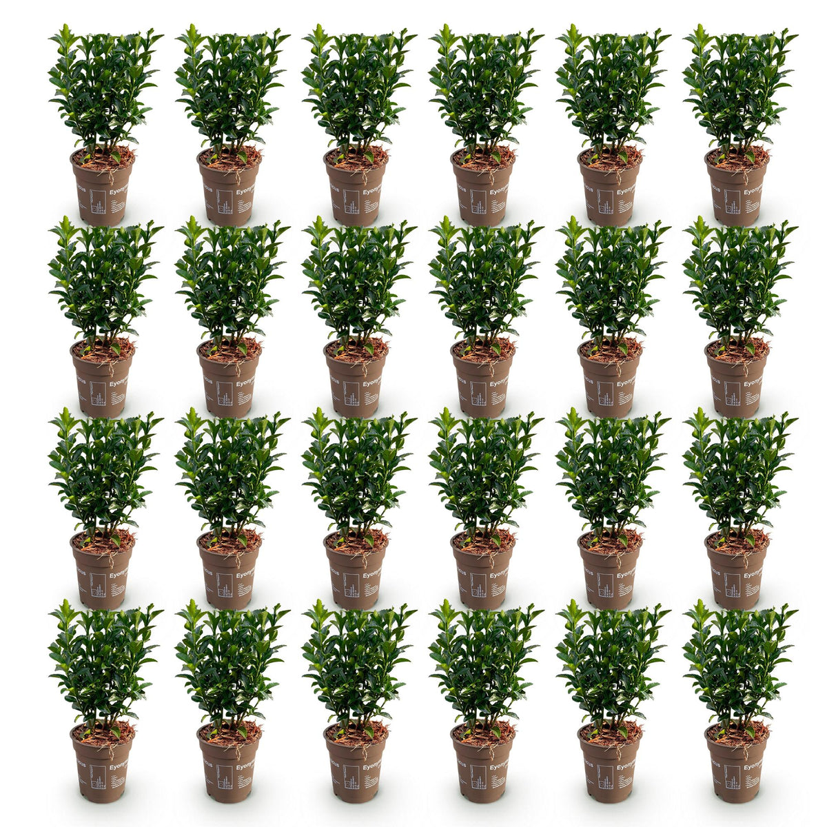 Euonymus japonica 'Green Spire' (osmanthus du Japon) – 24 plants, Ø9 cm, 20–25 cm de haut – photo 2