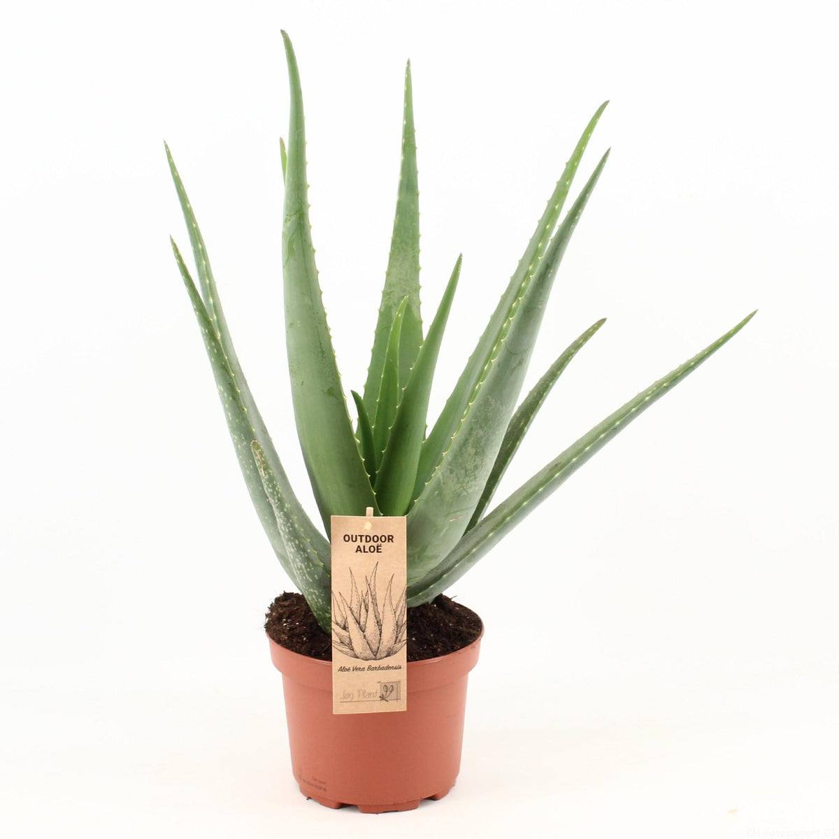 Aloe Vera – Ø19 cm, 70 cm hoog