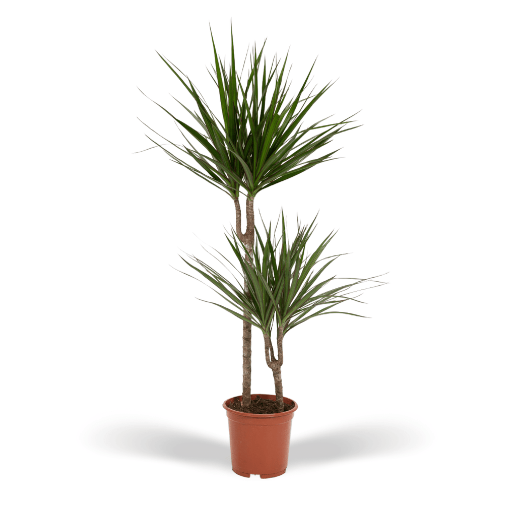Dracaena marginata (arbre dragonnier) – Ø19 cm, 100 cm de haut