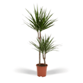 Dracaena marginata (arbre dragonnier) – Ø19 cm, 100 cm de haut