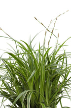 Carex morrowii 'Ice Dance' (Segge) – Ø14 cm, 30 cm hoch