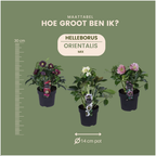 Helleborus 'Specials' (kerstroos) – Ø14 cm, 25 cm hoog