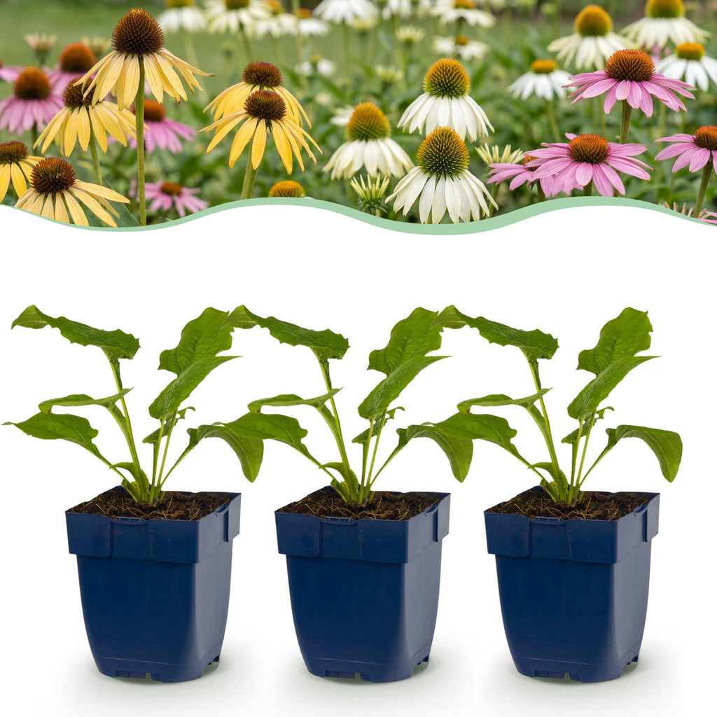Échinacée « Tricolour » (conefolie) – jaune-rose-blanc – 6 plantes, Ø 11 cm, 15–25 cm de haut