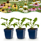 Échinacée « Tricolour » (conefolie) – jaune-rose-blanc – 6 plantes, Ø 11 cm, 15–25 cm de haut