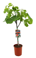 Ficus carica (common fig) – Ø17 cm, 80 cm high