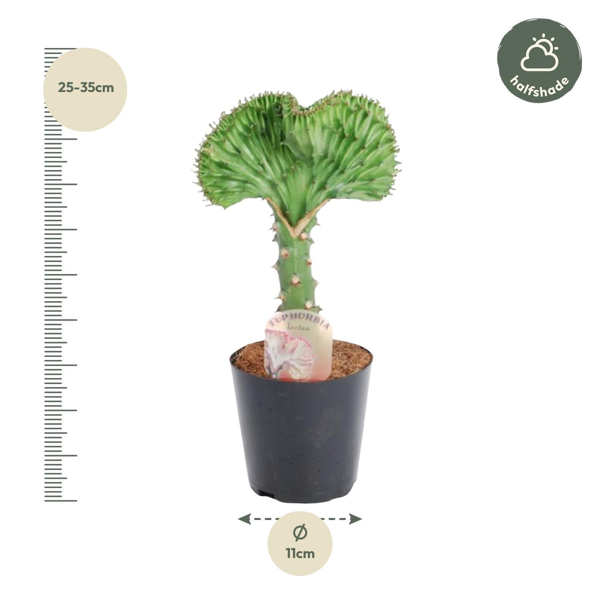 Euphorbia lactea Cristata groen – Ø10 cm, 30 cm hoog