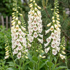 Digitalis purp. 'Dalmatian White' (Fingerhut) – weiß – 12 Pflanzen, Ø11 cm, 15–25 cm hoch