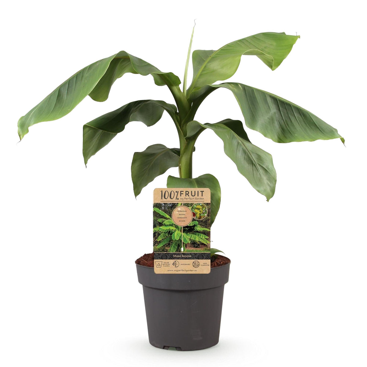 Musa 'Basjoo' (Bananenbaum) – Ø 21 cm, 70–90 cm hoch – Bild 2