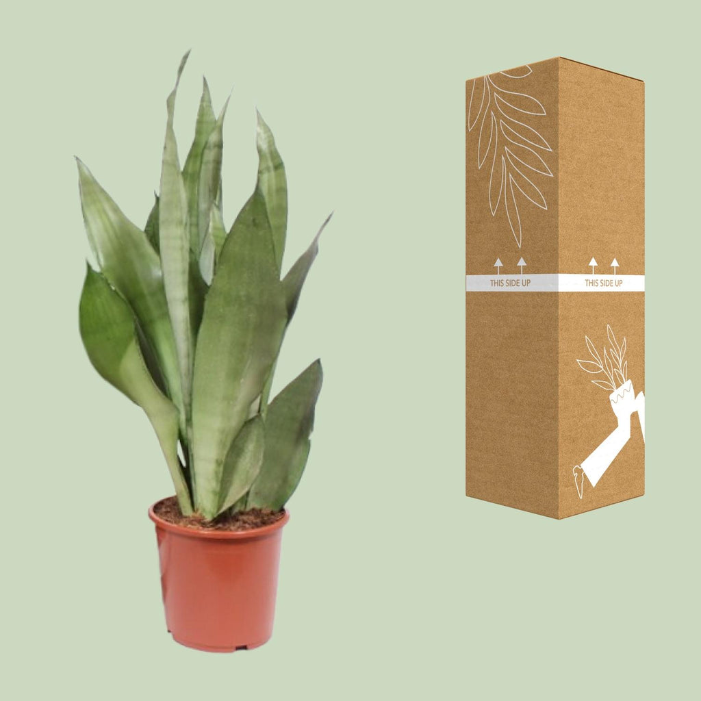 Sansevieria Moonshine (vrouwentong) – Ø17 cm, 60 cm hoog