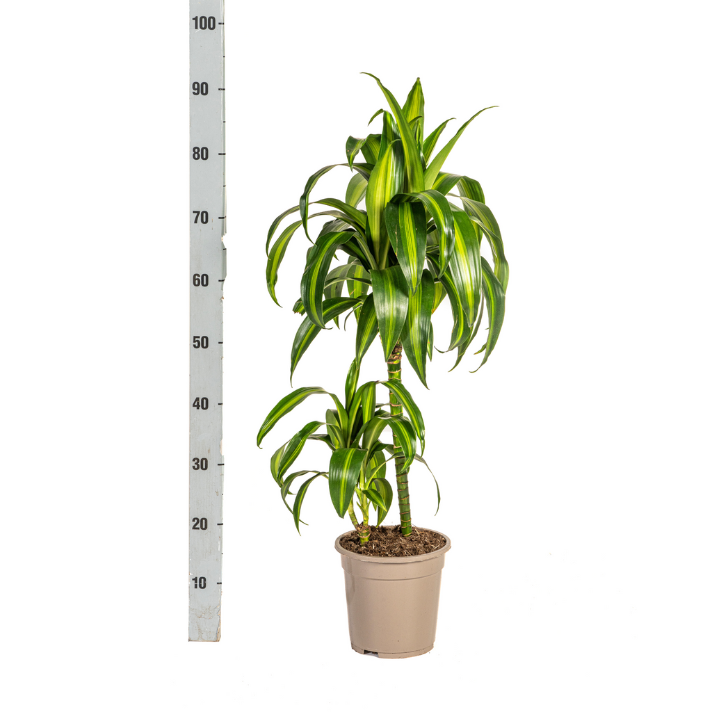 Dracaena Deremensis Hawaiian Sunshine (Drachenbaum) – Ø 19 cm, 70–90 cm hoch – Bild 4