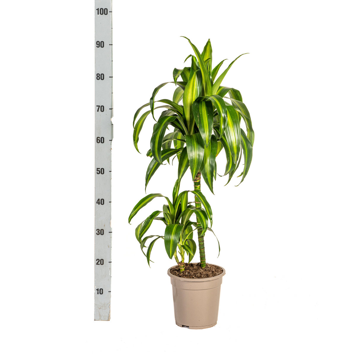 Dracaena Deremensis Hawaiian Sunshine (drakenboom) – Ø19 cm, 70–90 cm hoog