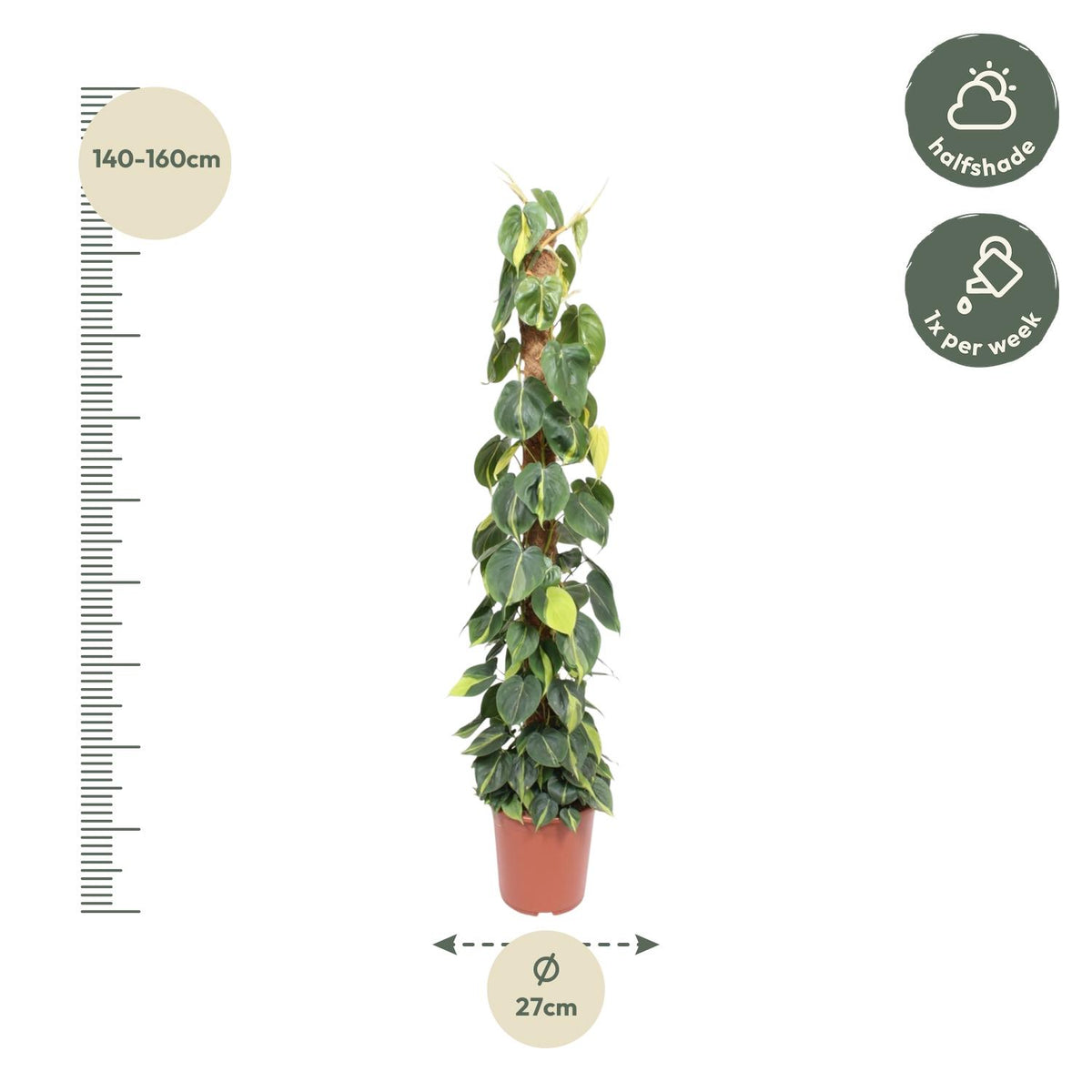 Philodendron scandens Brasil – Ø27 cm, 150 cm hoog