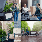 Coffret surprise de plantes d’intérieur – Ø 12 cm, 25 cm de haut