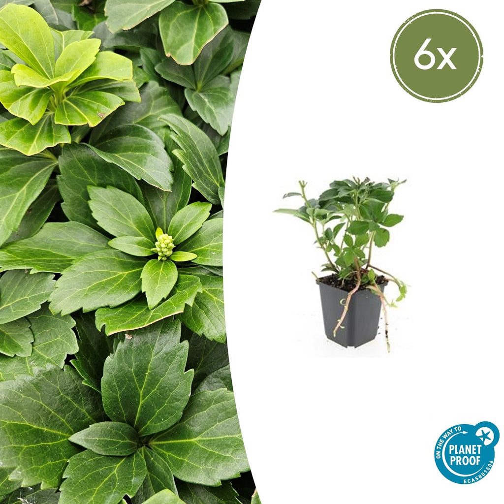 Pachysandra terminalis (Japanese spurge) – 6 plants, Ø9 cm, 10–25 cm high – photo 2