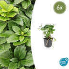 Pachysandra terminalis (Japanese spurge) – 6 plants, Ø9 cm, 10–25 cm high
