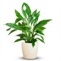 Spathiphyllum (lepelplant) in Potter-sierpot wit – Ø21 cm, 80 cm hoog
