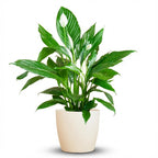 Spathiphyllum (lepelplant) in Potter-sierpot wit – Ø21 cm, 80 cm hoog
