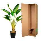Strelitzia Augusta (paradijsvogelbloem) – Ø21 cm, 160 cm hoog