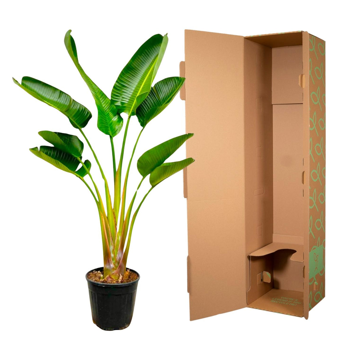 Strelitzia Augusta (paradijsvogelbloem) – Ø21 cm, 160 cm hoog