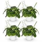 4× Maranta Fascinator Lemon Lime (prayer plant) in white Potter decorative pot – Ø12 cm, 25 cm high