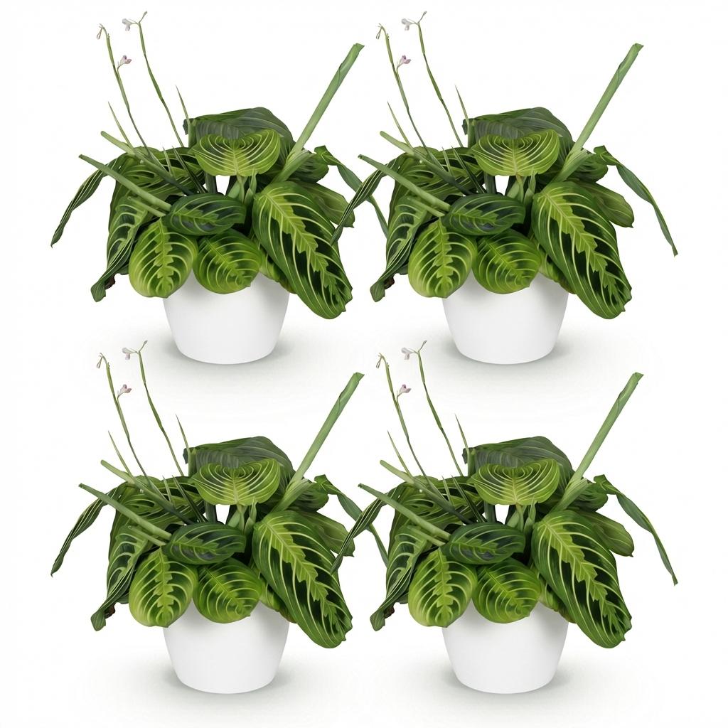 4× Maranta Fascinator Lemon Lime (prayer plant) in white Potter decorative pot – Ø12 cm, 25 cm high – photo 2