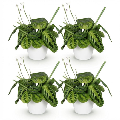 4× Maranta Fascinator Lemon Lime (Gebetsstaude) im weißen Zierschoner-Topf – Ø 12 cm, 25 cm hoch