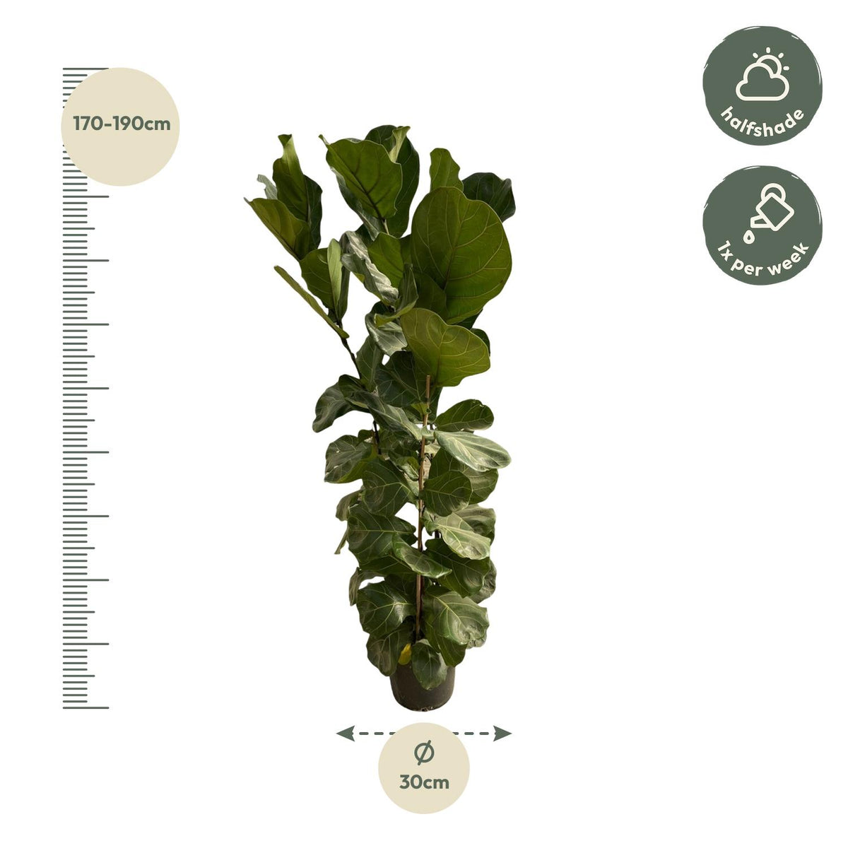 Ficus lyrata Strauch (Geigenblattscheibe) – Ø 27 cm, 170 cm hoch