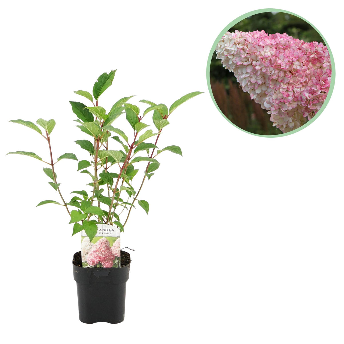 Hydrangea panniculata 'Vanille Fraise' (hortensia) – roze-wit – Ø17 cm, 50 cm hoog