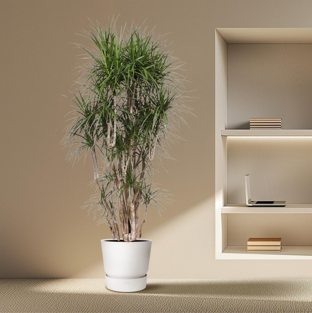 Dracaena marginata ramifié (arbre dragonnier) – Ø 40 cm, 220 cm de haut