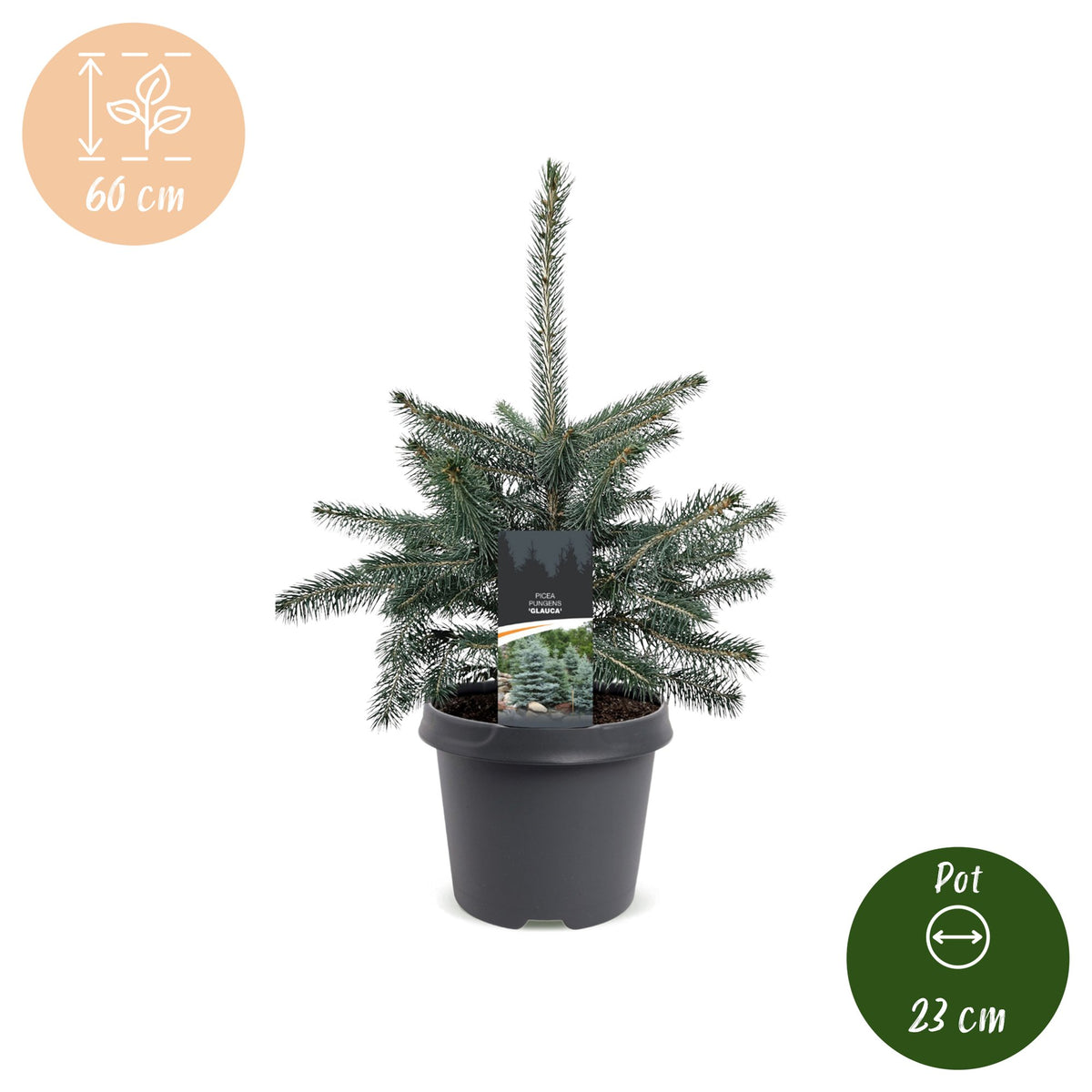 Picea pungens Glauca (julegran) – Ø23 cm, 60 cm høj