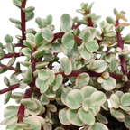 Portulacaria afra Variegata (arbre à saucisses) en pot blanc – Ø12 cm, 25 cm de haut