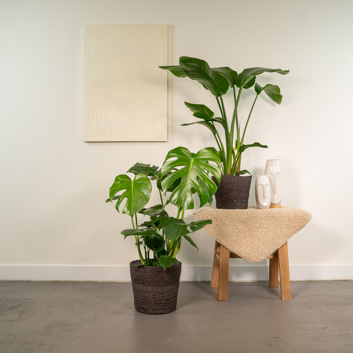 Strelitzia nicolai (Monstera) – Ø19 cm, 85 cm høj
