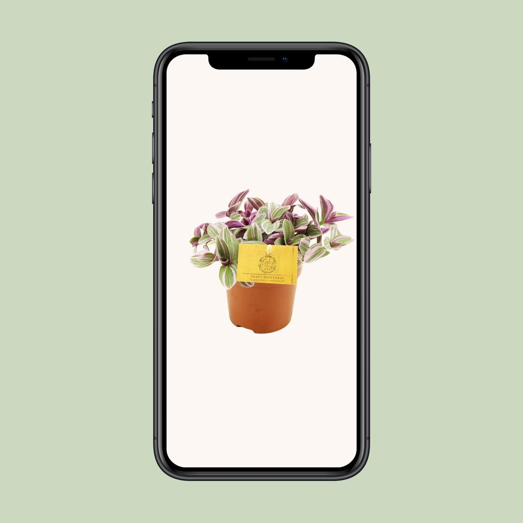 Tradescantia Sweetness – Ø11 cm, 10 cm hoog