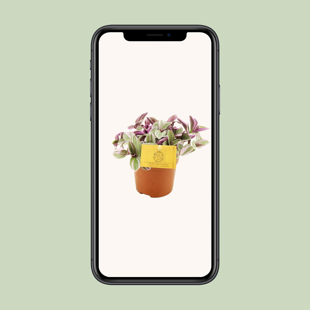 Tradescantia Sweetness – Ø11 cm, 10 cm hoog