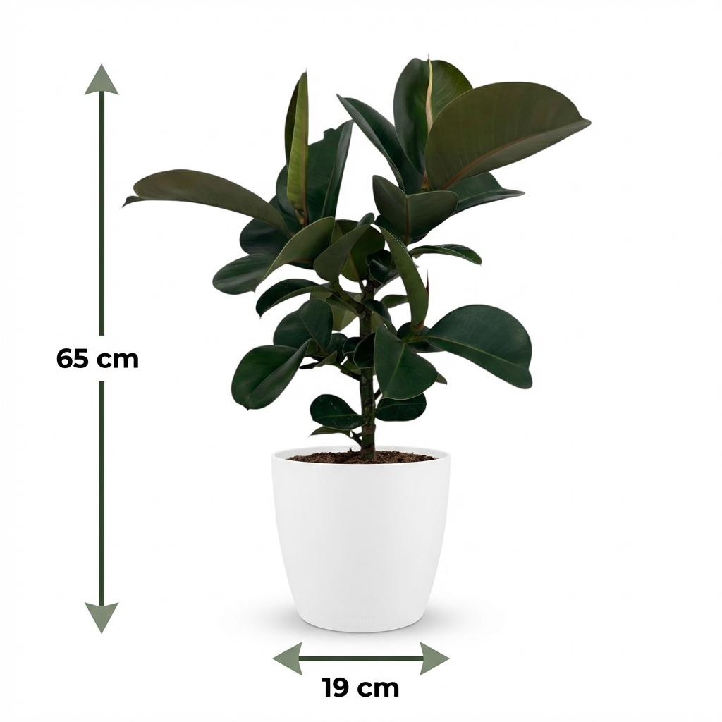 Ficus elastica Cloe (Gummibaum) im weißen Potter-Übertopf – Ø 19 cm, 65 cm hoch