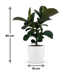 Ficus elastica Cloe (Gummibaum) im weißen Potter-Übertopf – Ø 19 cm, 65 cm hoch