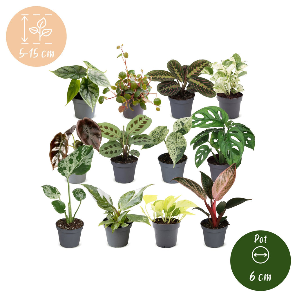12× Box surprise de plantes d’intérieur – Ø6 cm, 5–15 cm de haut